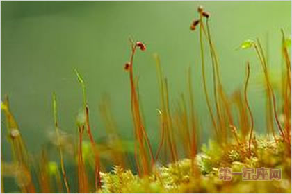 2月8生日花:土马鬃,生日花语救济