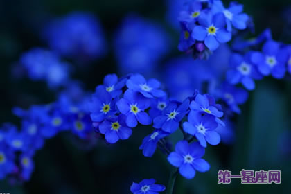 蓝色勿忘我花语是什么?