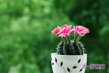 花语大全:仙人球花语你知多少