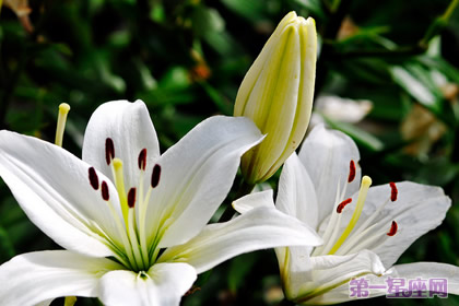 花语大全:各种花语大全带图片