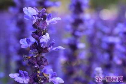 花语大全:各种花语大全带图片