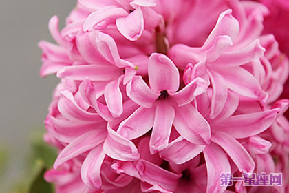 风信子花语,粉色风信子花语代表着什么