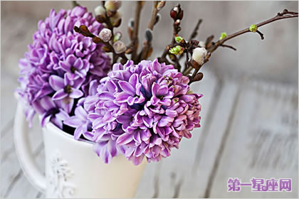 风信子花语:淡紫色风信子花语代表着什么?