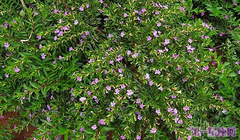 萼距花花语：思念、浪漫、喜悦