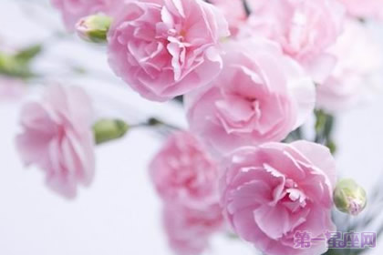 33朵康乃馨代表什么含义