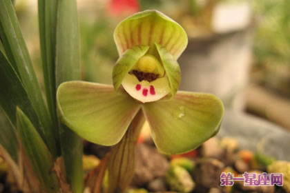 各种花的花语：春兰花花语及寓意