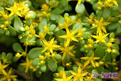 生日花语：佛甲草的花语是什么？