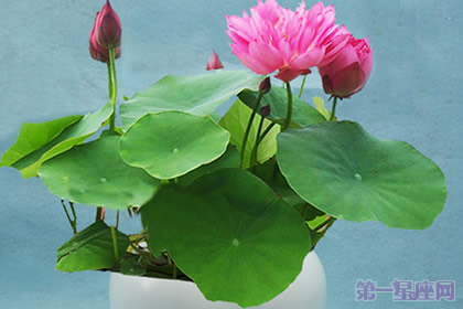 碗莲的花语是什么