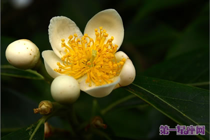 花语大全：木荷的花语是什么？