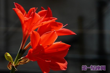 火花兰花语是什么？