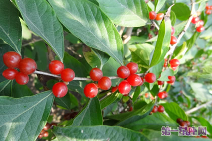 各种花的花语：红豆花语