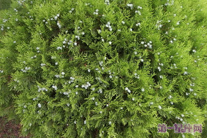 12月21日花语：侧柏，生日花语：猜疑心