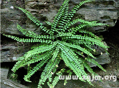 铁角凤尾草的花语