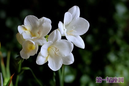 花语传说：香雪兰的花语及传说