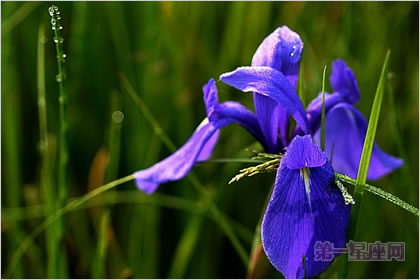 5月28日花语:鸢尾花,生日花语忠告