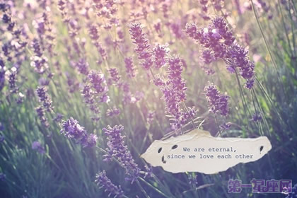 什么花的花语是等待爱情?