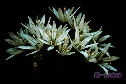 4月19日花语：野生大蒜，生日花语精力充沛