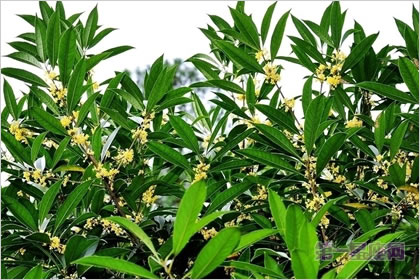 1月9日生日花：月桂花，生日花语蛊惑