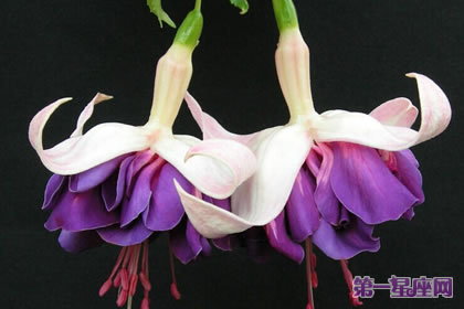 倒挂金钟花语：相信爱情、热烈的心