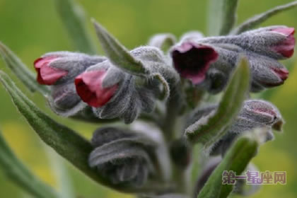 2月20日生日花语:大琉璃草,生日花语安全