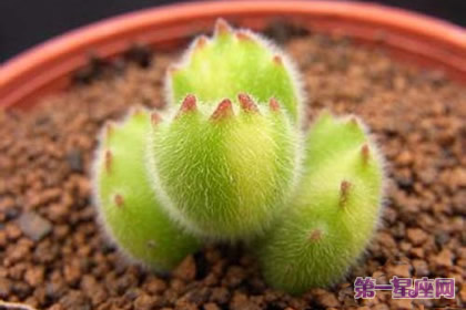 熊童子花语：玲珑优雅、绿色山珍