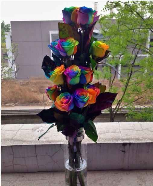 彩虹玫瑰花语