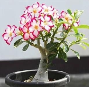 沙漠玫瑰的花语