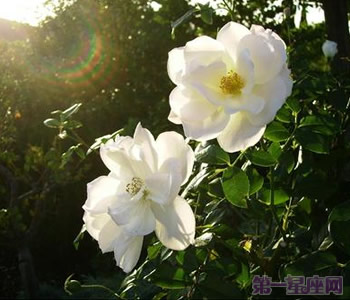 白玫瑰花语：33朵白玫瑰代表什么意思？