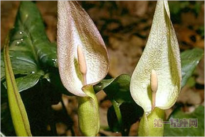 4月28花语：君子与淑女，生日花语哄笑