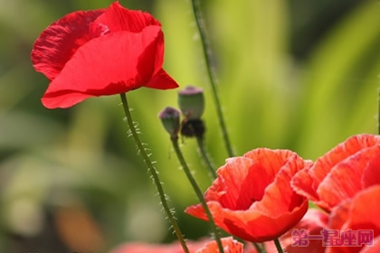 罂粟花花语:是魔鬼还是天使?