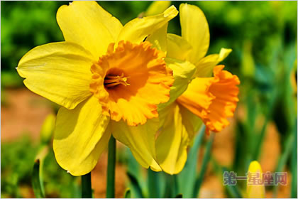 3月27日花语:黄水仙,生日花语神秘