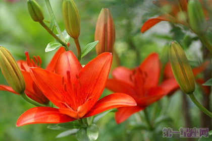 智利的国花是百合花