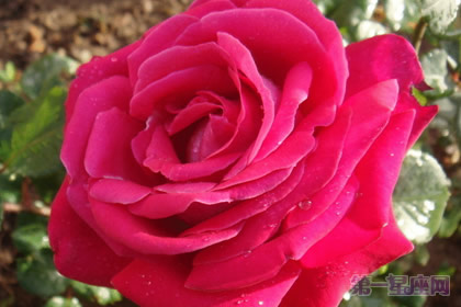 英国的国花是什么花？玫瑰