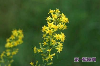 花语:秋麒麟草,生日花语孤独