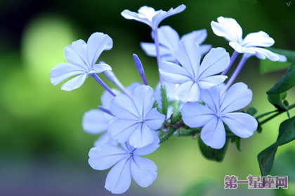 花语大全：玉丁香的花语